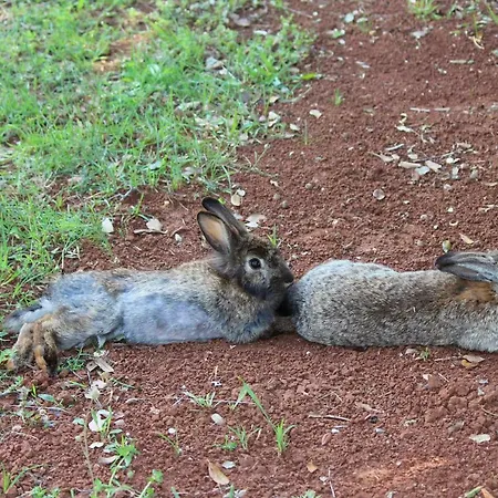 Holiday home House Cuvi *