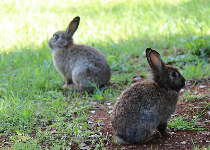 Σπίτι διακοπών House Cuvi Ρόβινι