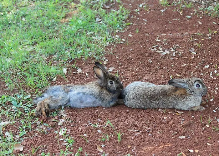 Σπίτι διακοπών House Cuvi *