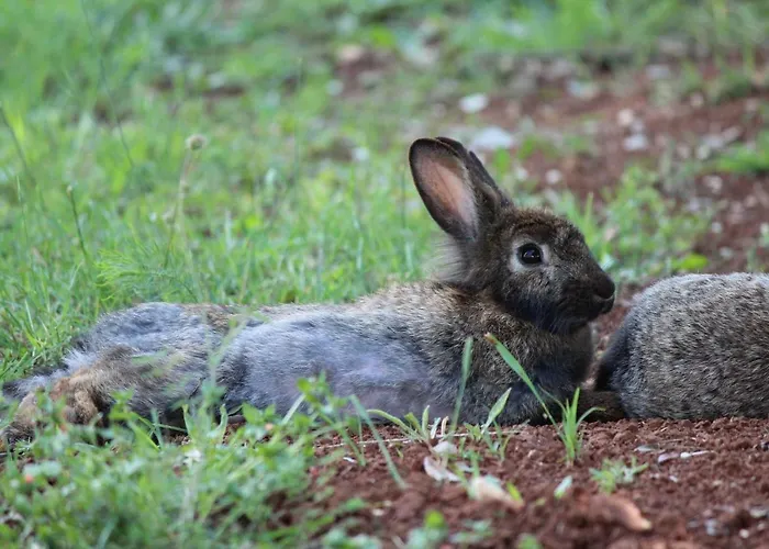 House Cuvi Σπίτι διακοπών *